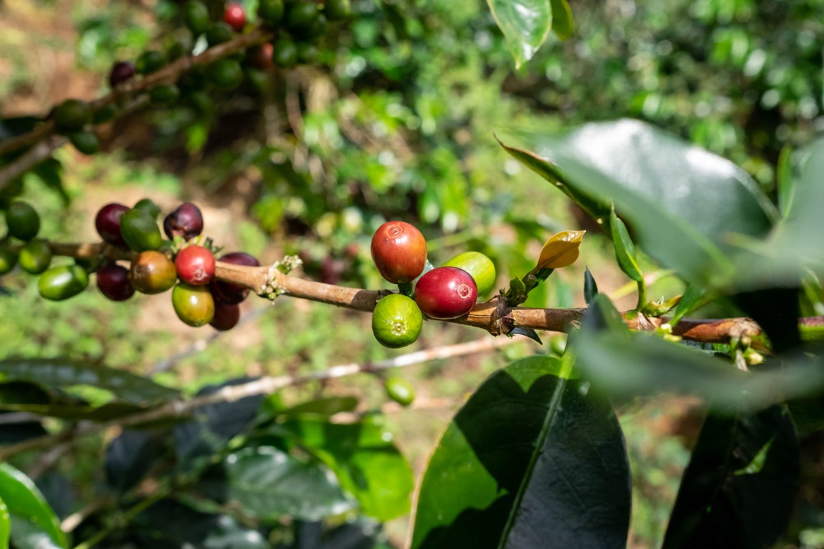 Cireșe de cafea coapte pe ramura arborelui — fructul din care provin boabele