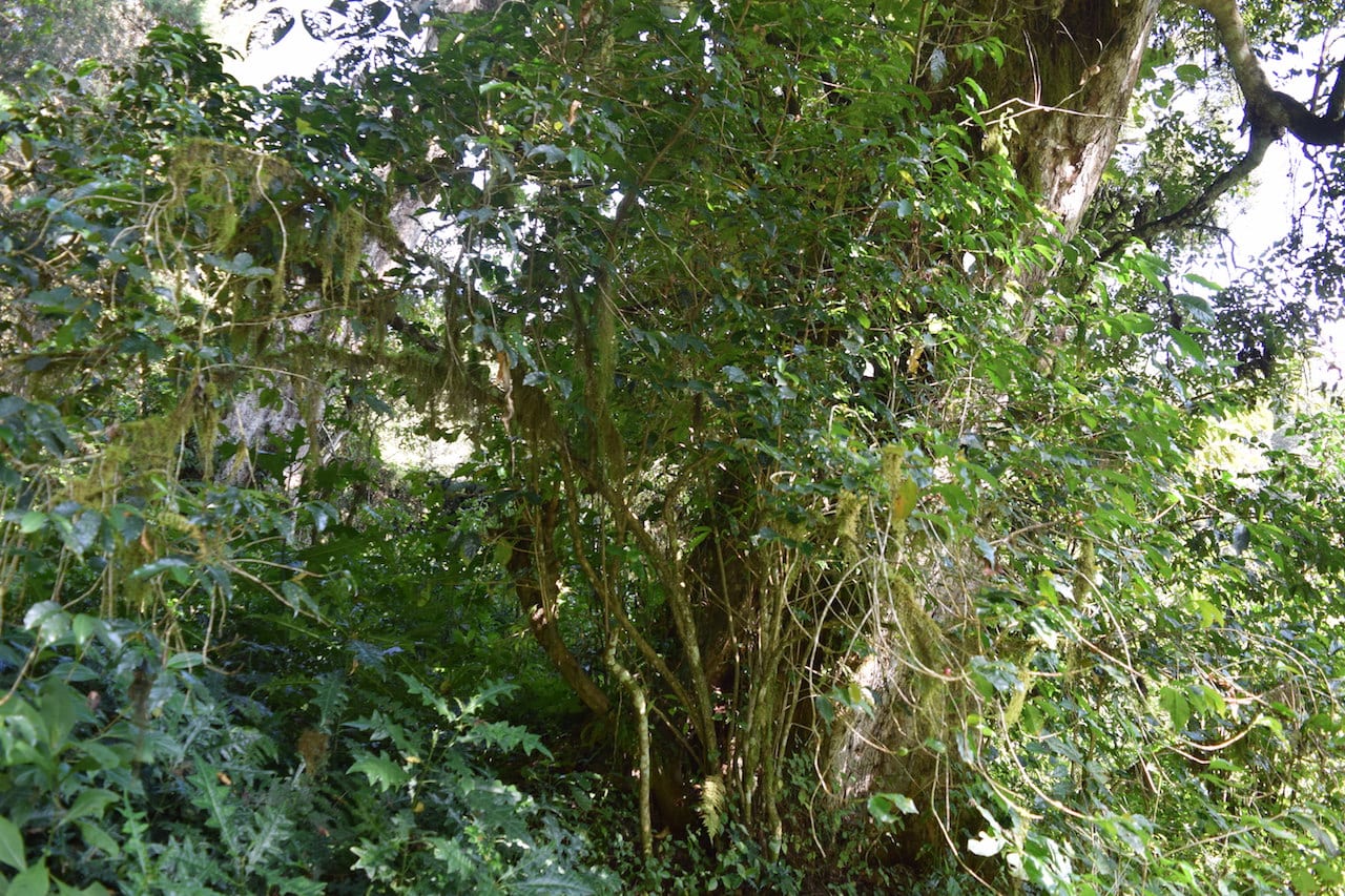 Plantație de cafea cultivată la umbră în Etiopia — sustenabilă și plină de biodiversitate
