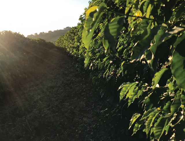 Fermă de cafea braziliană în ceața dimineții — habitatul ideal pentru soiul Arara