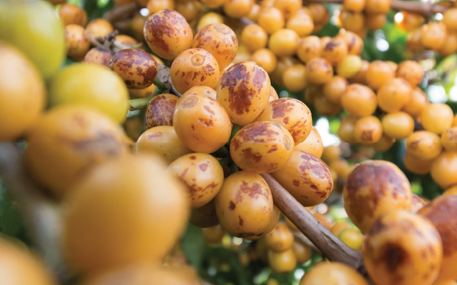 Yellow Bourbon — soiul înrudit cu Arara, care îi conferă dulceața caracteristică