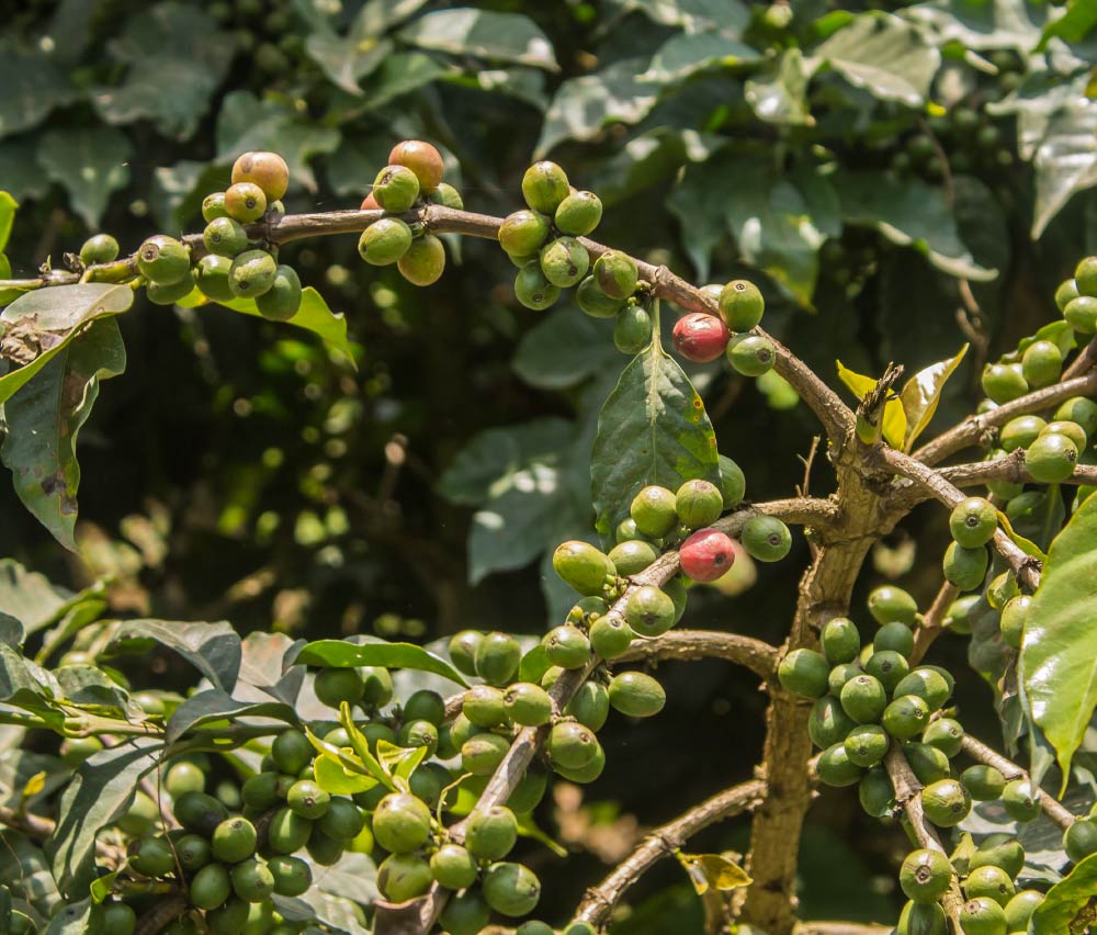 Fructe de cafea keniene înainte de recoltă — densitate care promite un profil aromatic intens