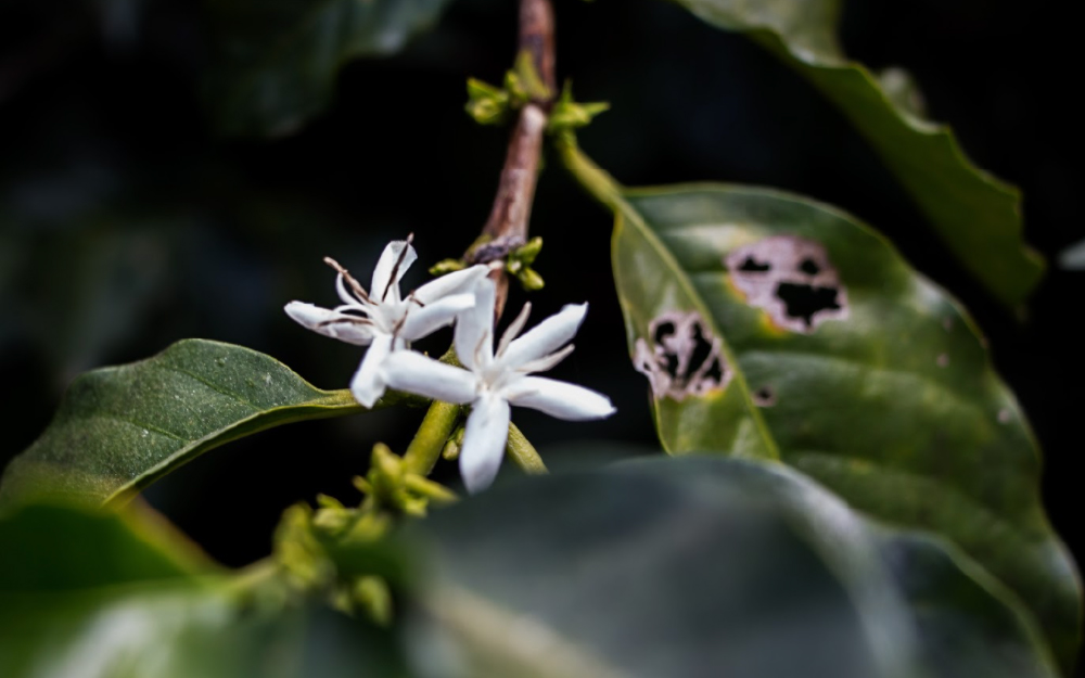 Kávovník în floare — premisa recoltei viitoare de Kenya AA de calitate superioară