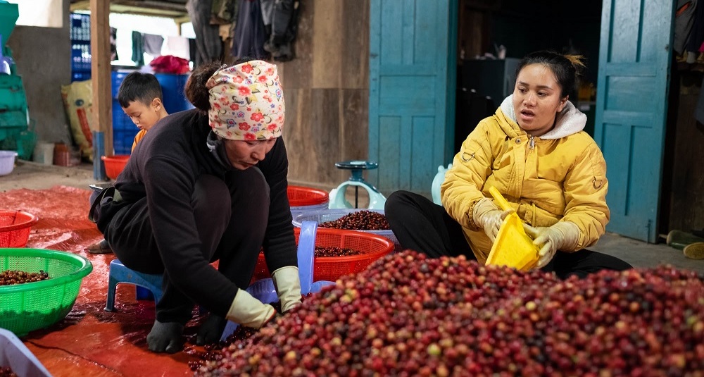 Sortarea manuală a fructelor de cafea — femeile din comunitățile producătoare joacă un rol esențial în controlul calității