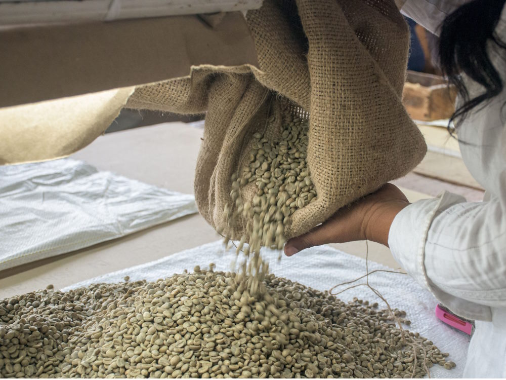 Boabe de cafea cubaneze verzi — materia primă a unui produs cu o poveste excepțională de reziliență