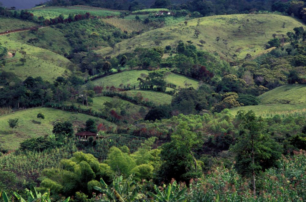 Plantații de cafea pe dealuri verzi — habitatul ideal pentru soiuri de excepție ca Papayo