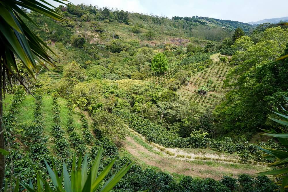Plantații în terase pe dealurile verzi din Costa Rica — fiecare nivel exploatând microclimatele unice