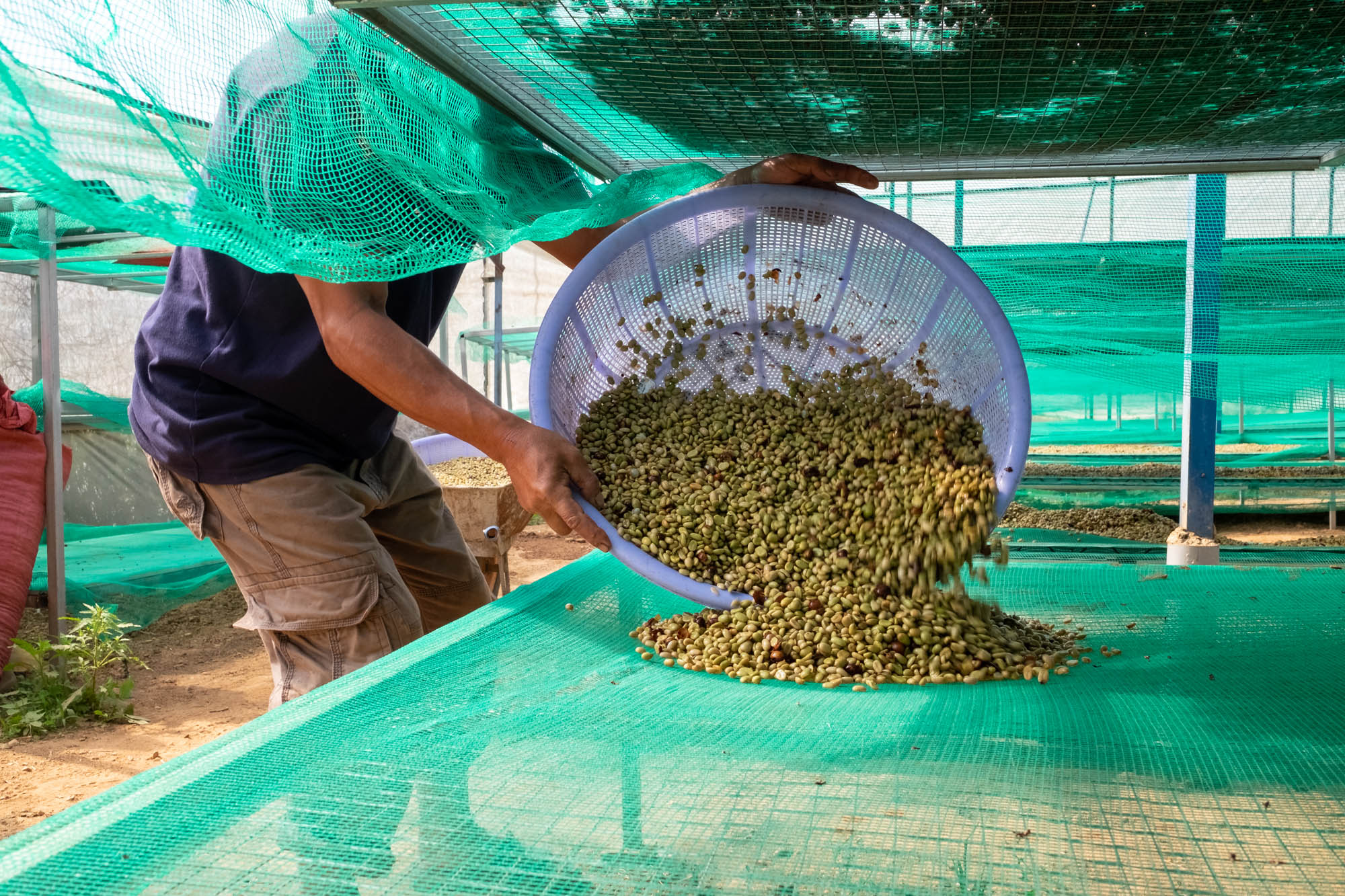 Boabe de cafea verzi uscate pe paturi africane — o practică de specialty care câștigă teren și în Vietnam