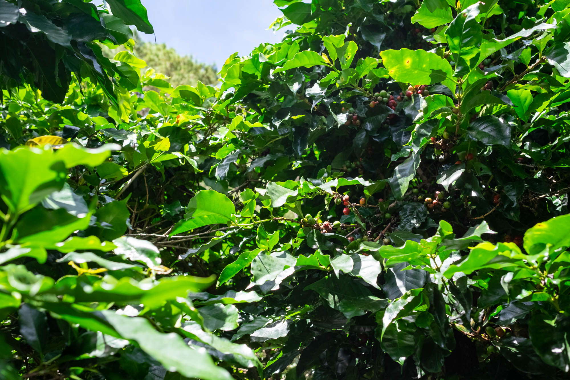 Cireșe de cafea pe arborii din plantațiile vietnameze — Arabica de calitate crește în munții din sud