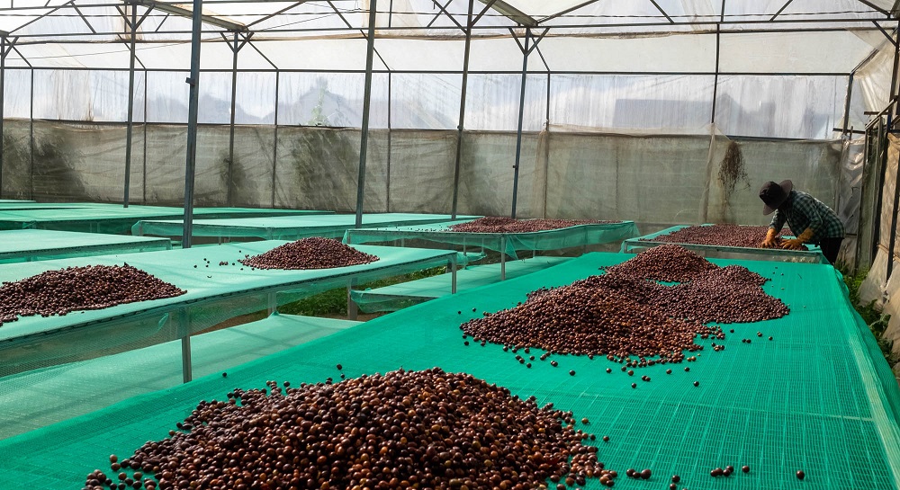 Boabele uscate pe paturi africane (raised drying beds) — standardul pentru uscarea uniformă în specialty coffee