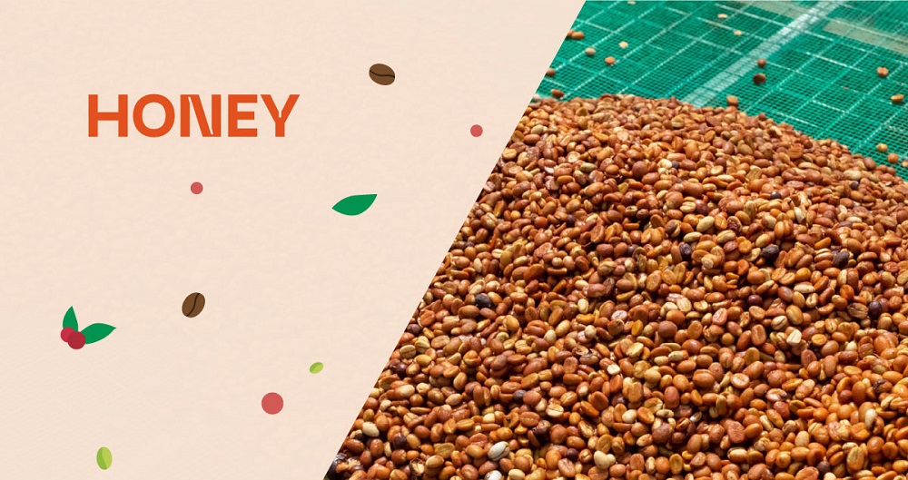 Procesarea honey — mucilajul auriu rămas pe bob conferă dulceața caracteristică