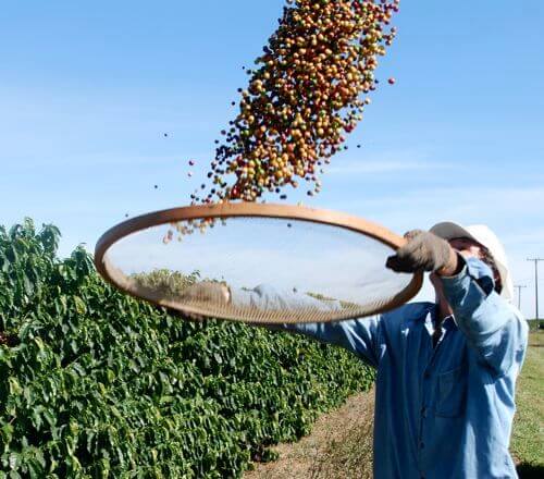 Fermier brazilian pe plantația sa — Brazilia are ferme de la câteva hectare la mii de hectare mecanizate