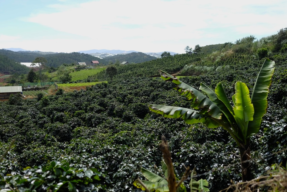 Plantații de cafea în munții Lang Biang — soiuri Bourbon și Arabica vechi de zeci de ani, altitudine ideală