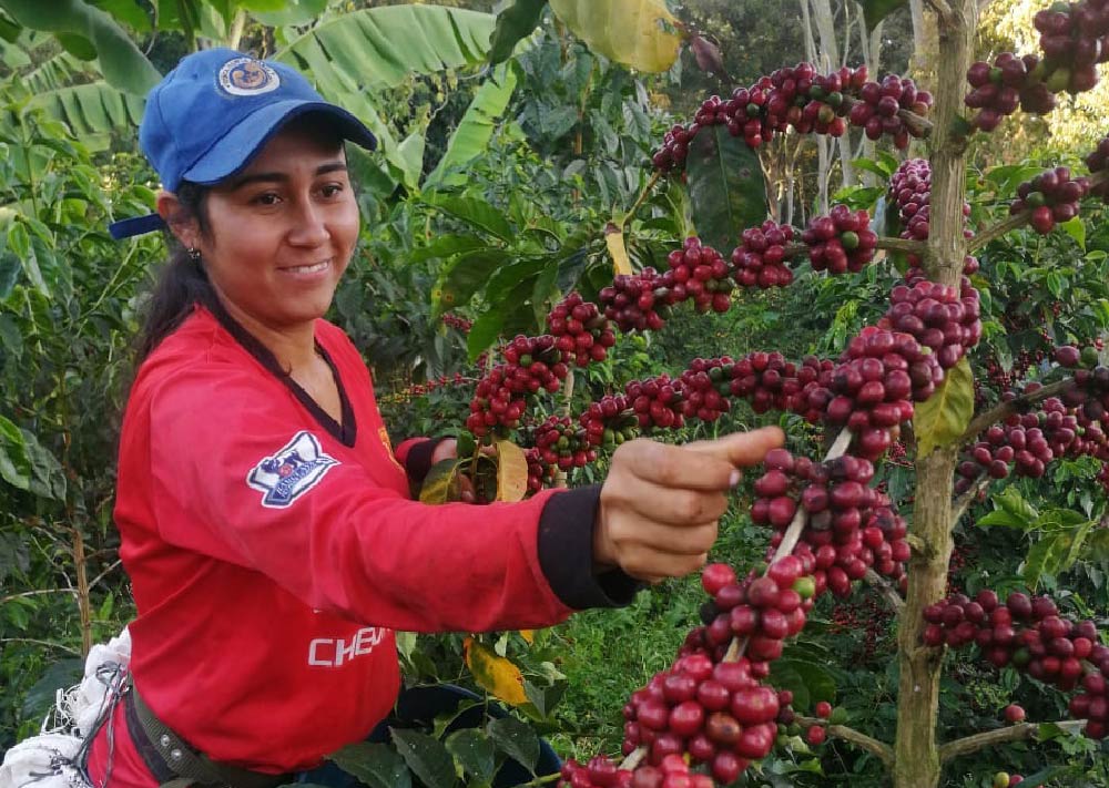 Culegătoare de cafea la munca manuală selectivă — esențială pentru calitatea soiurilor rare