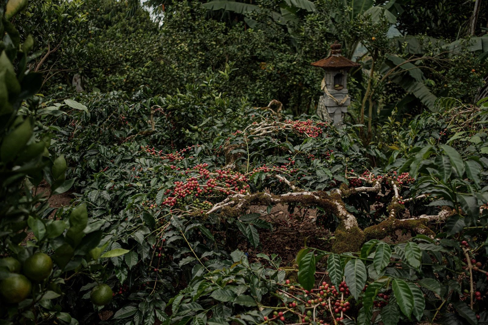 Grădina de cafea din Bali cu sanctuarul de piatră tradițional în fundal — terroir unic