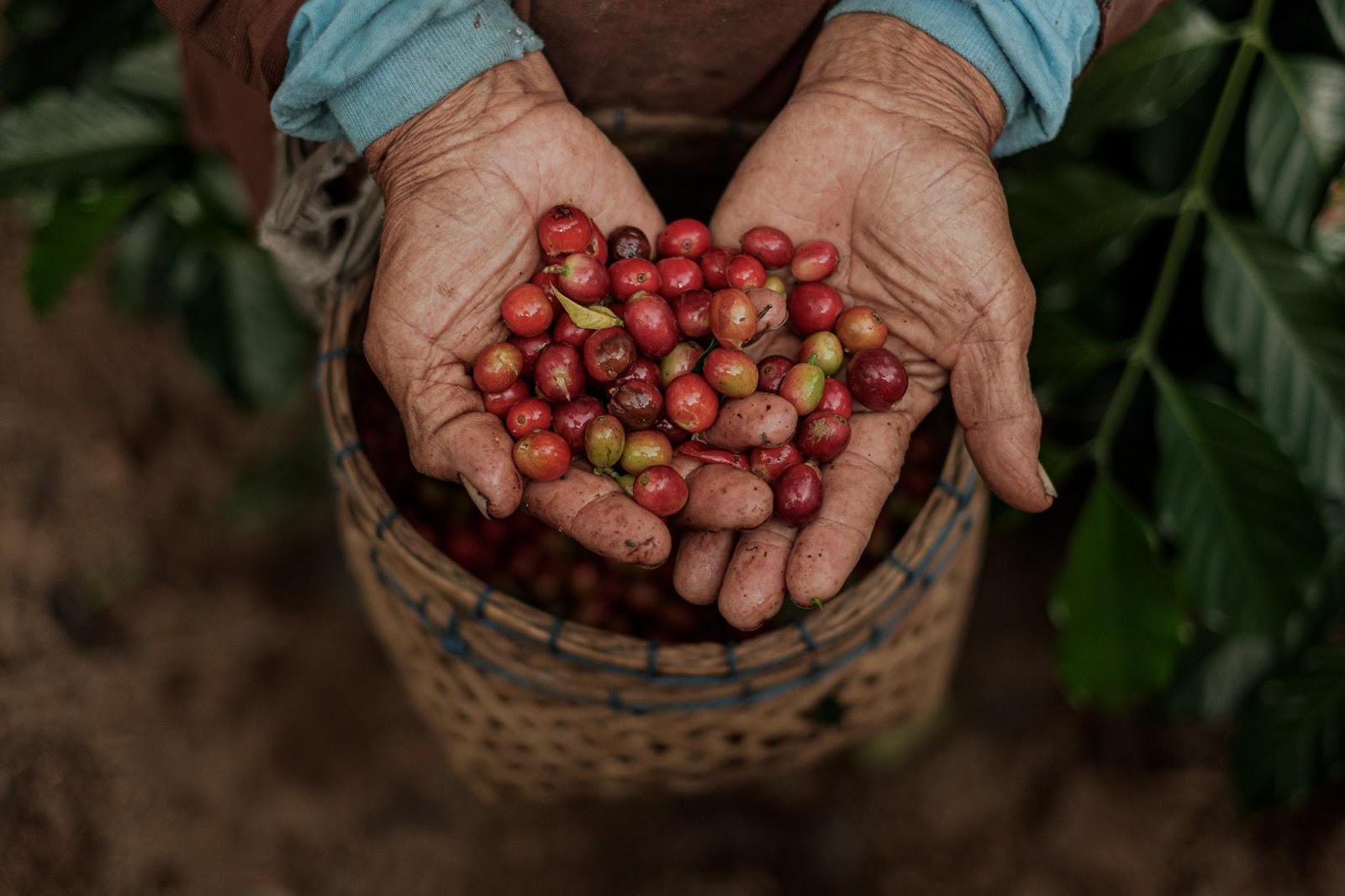 Palmele unui culegător pline de cireșe de cafea proaspăt recoltate — munca din spatele fiecărei cești