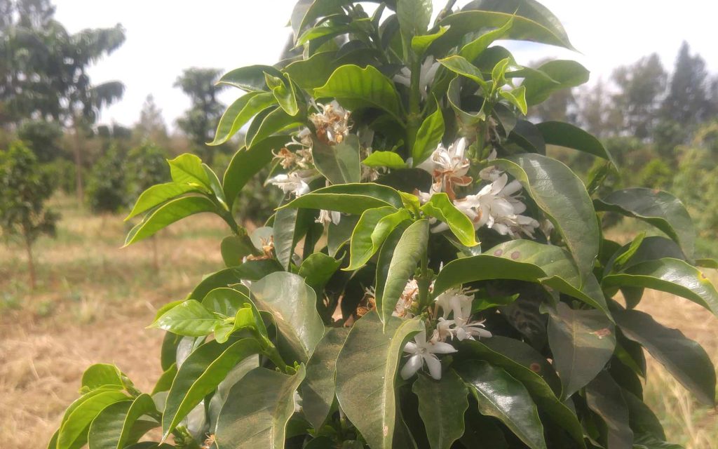 Florile albe ale arborelui de cafea — parfumate și delicate, premergătoare fructelor