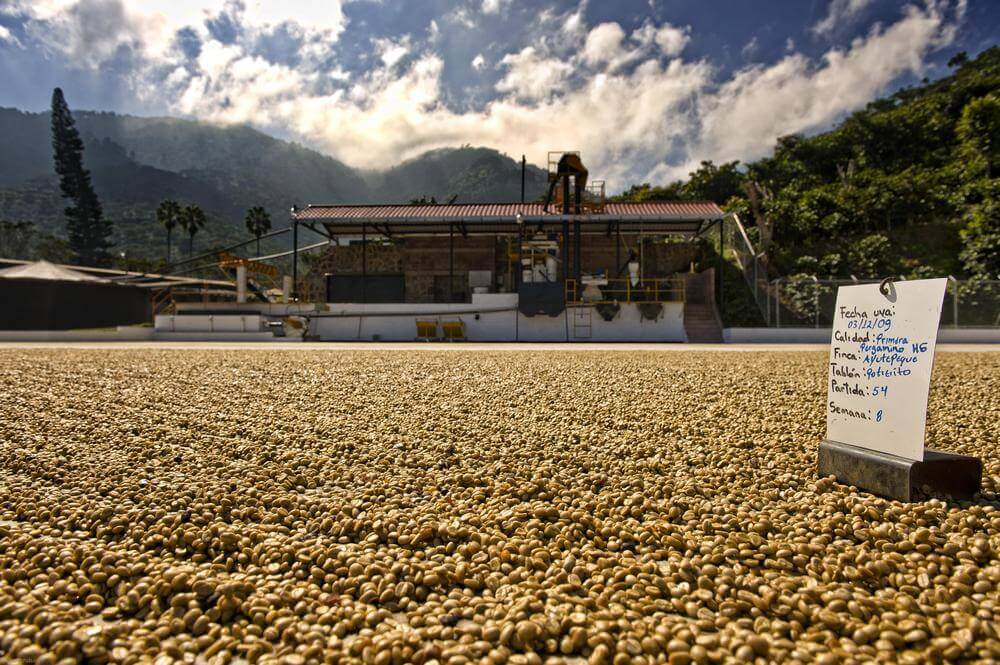 El Salvador și cafeaua: mica țară cu mari surprize