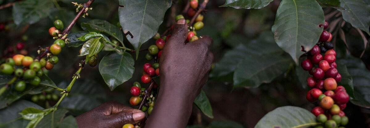 SL-28 și SL-34: soiurile emblematice din Kenya