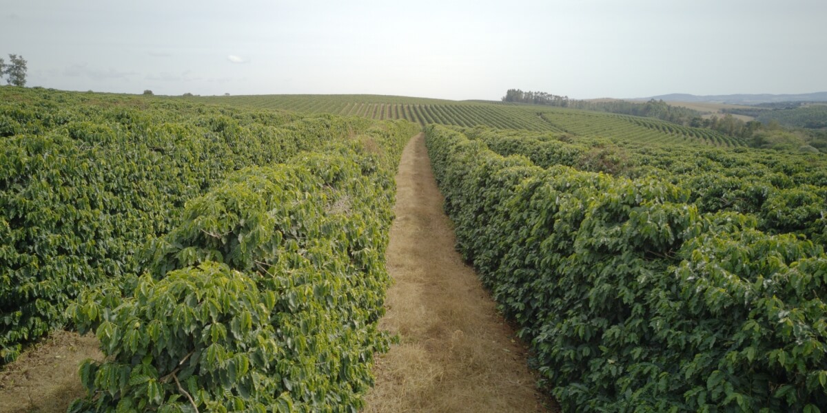 Care este diferența dintre Arabica și Robusta?