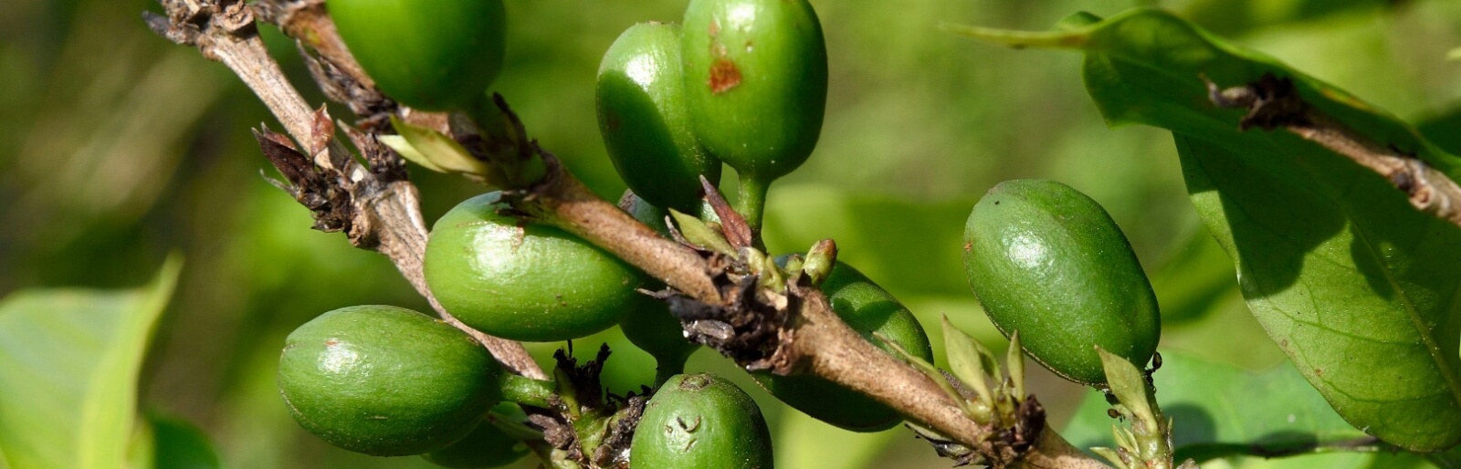 Soiul de cafea Laurina
