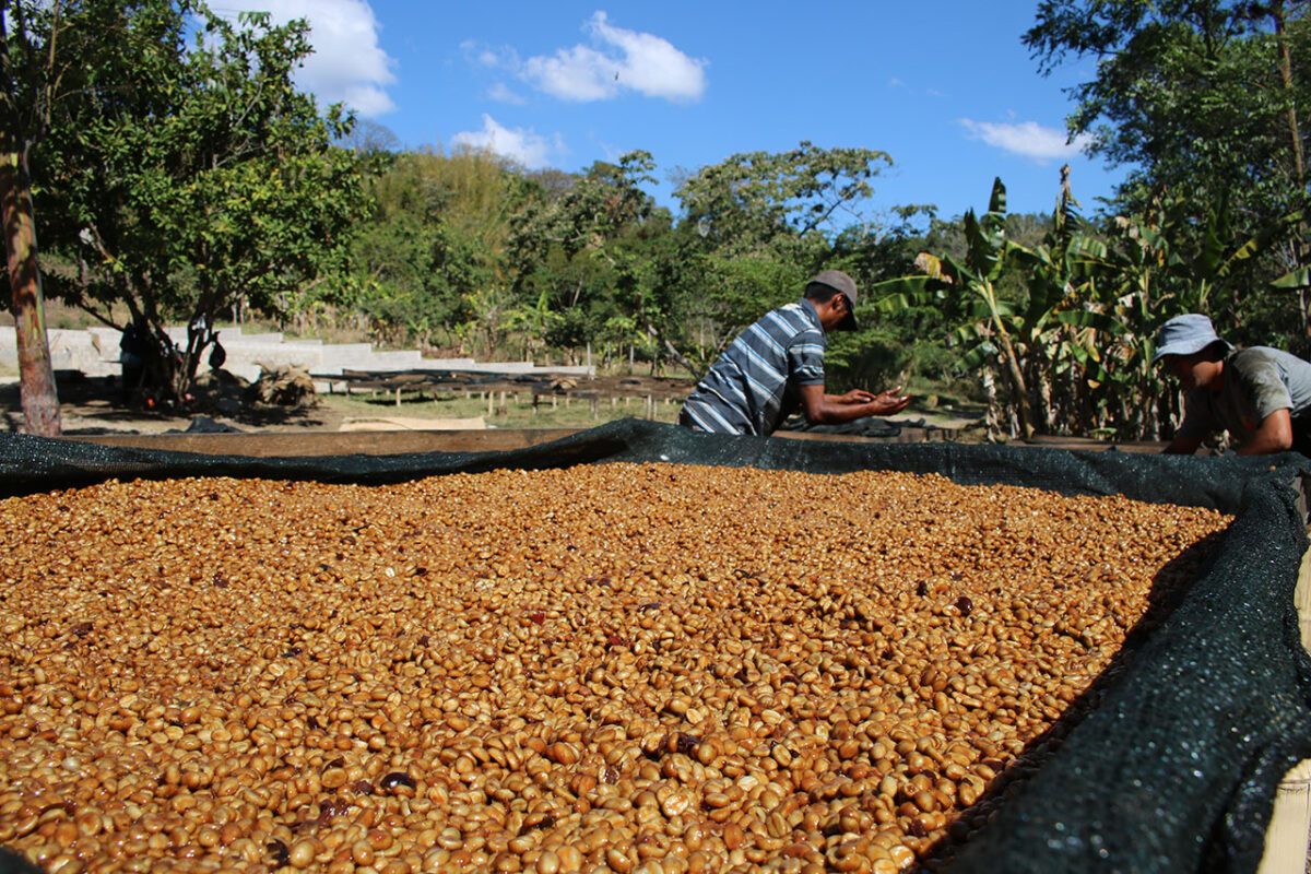 Brasil Cerrado Diamond – prăjire închisă foto 3