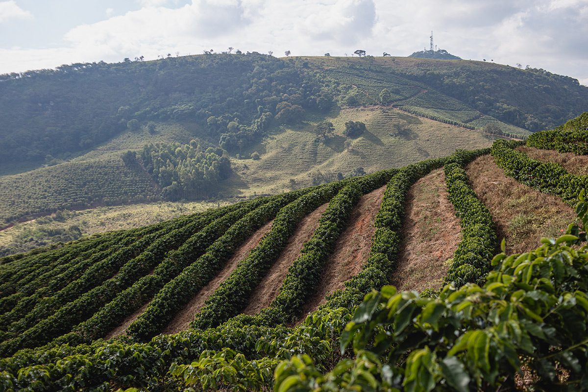 Brasil Cerrado Diamond – prăjire închisă foto 4