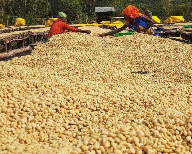 Etiopia Yirgacheffe – prăjire închisă foto 3