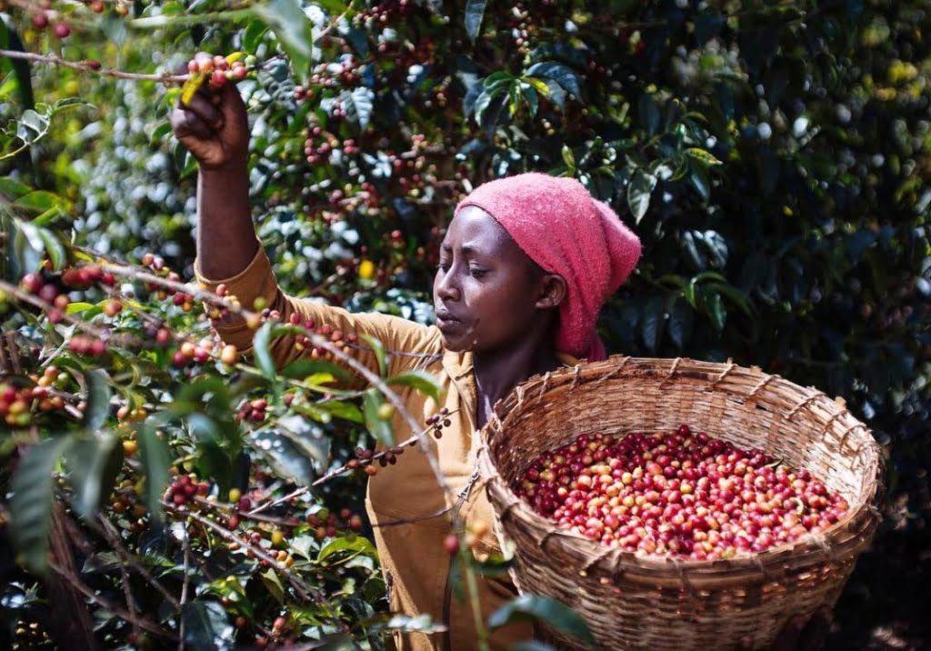 Etiopia Yirgacheffe – prăjire deschisă foto 4