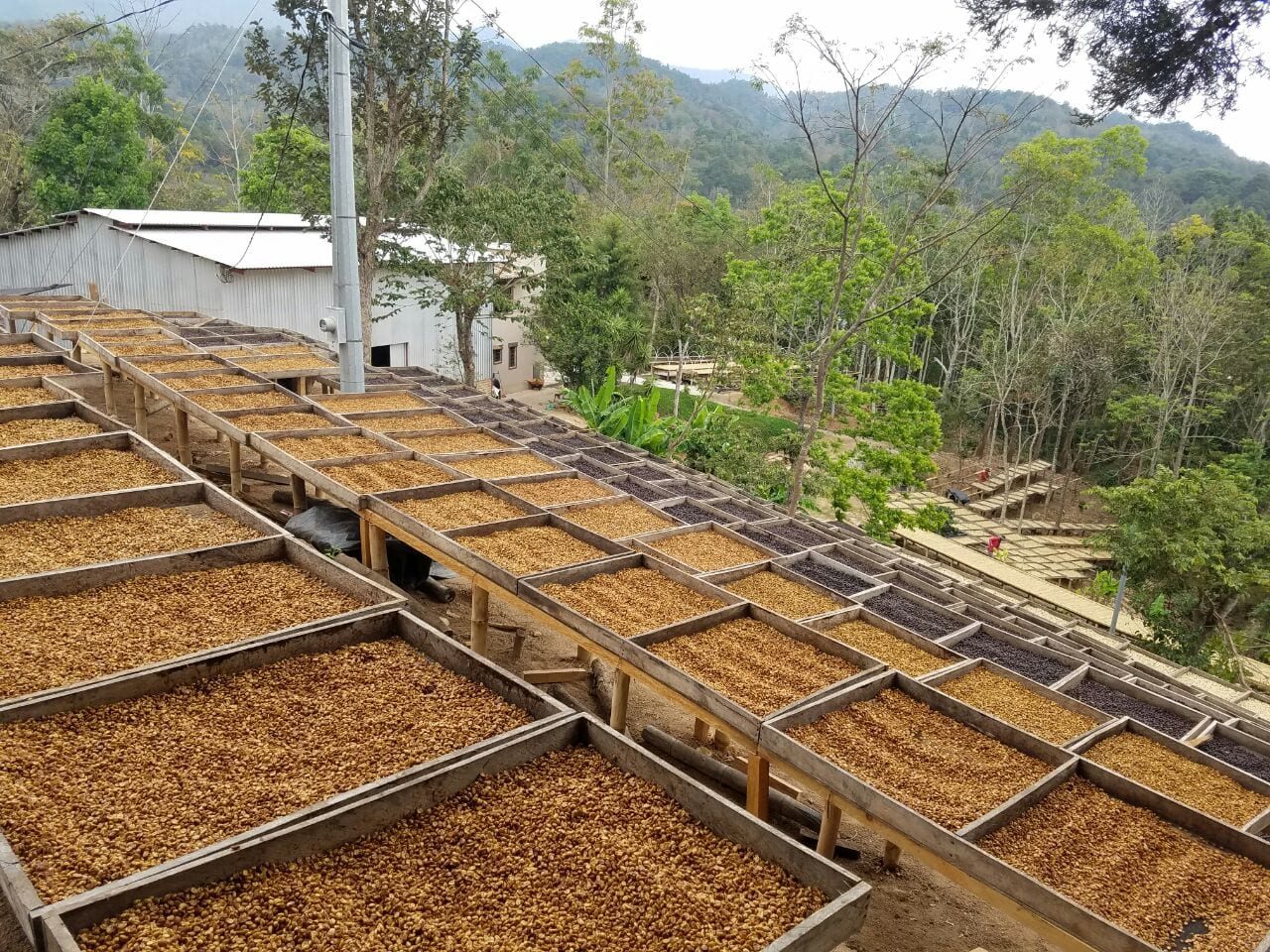El Salvador Santa Ana – prăjire închisă foto 3