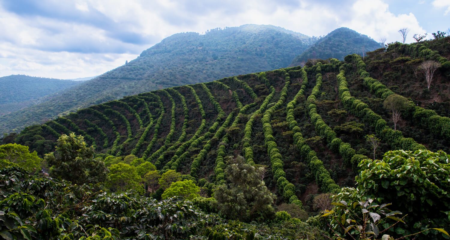 El Salvador Santa Ana – prăjire închisă foto 4