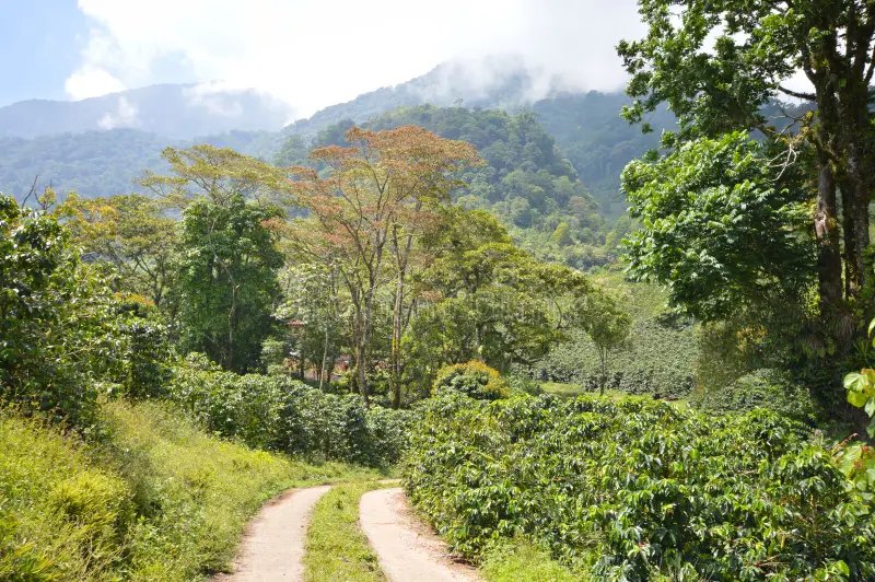 Honduras Santa Rosa – prăjire închisă foto 4
