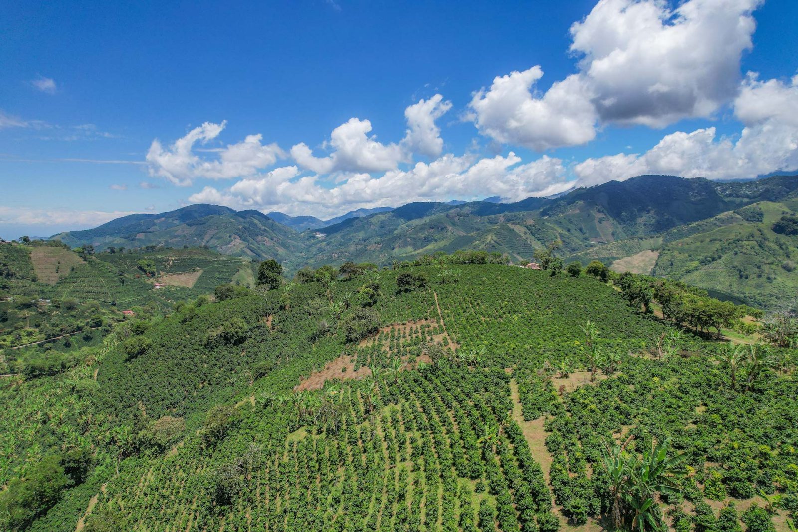 Columbia Risaralda, La Celia – prăjire închisă foto 4
