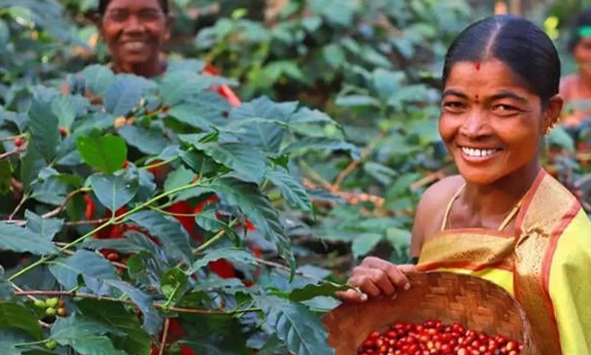 India Kaapi Royal – prăjire închisă foto 3