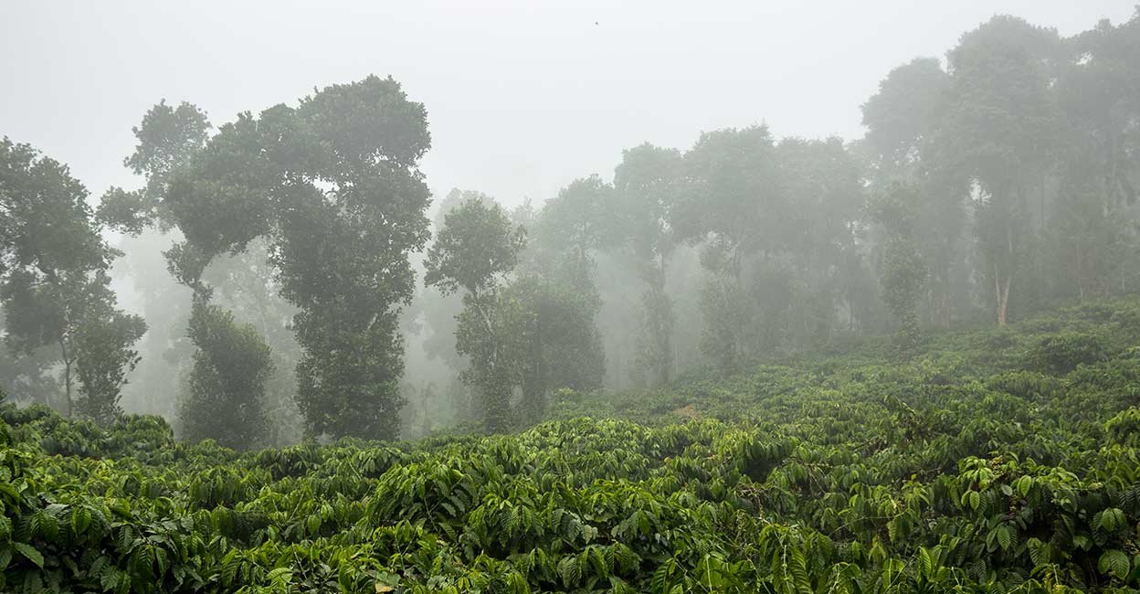 India Kaapi Royal – prăjire închisă foto 4
