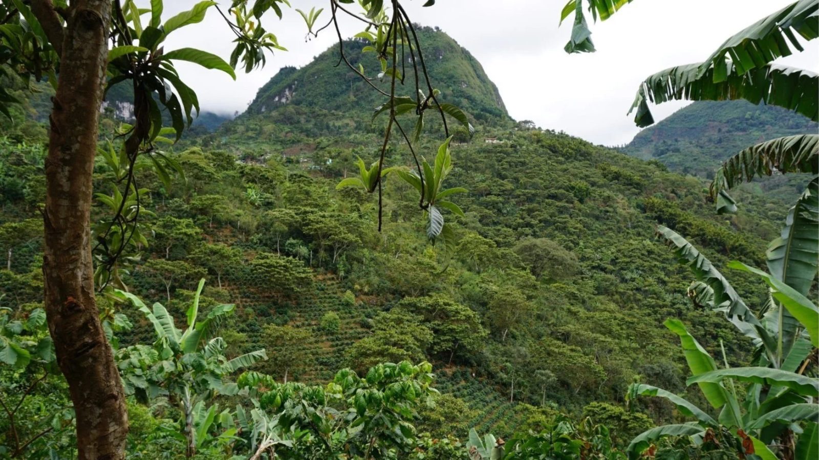 Guatemala Huehuetenango – prăjire închisă foto 4